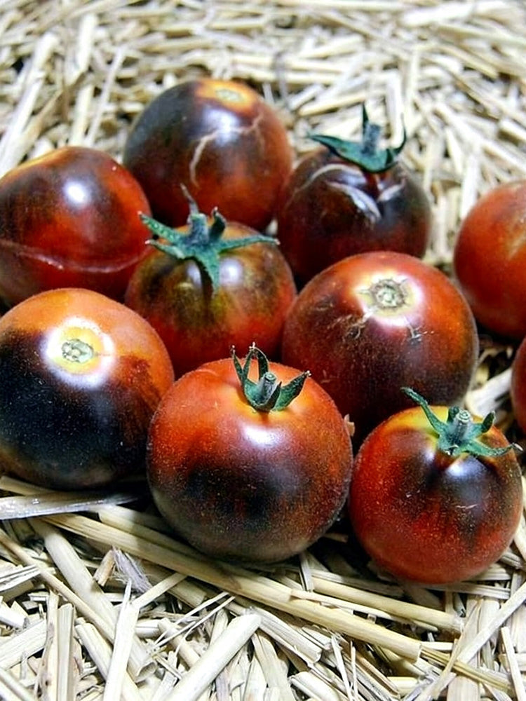 Clackamas Blueberry Indigo Tomato