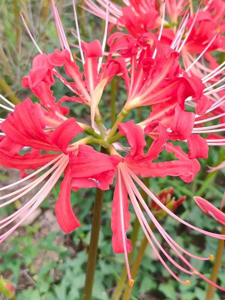 Hubei Lycoris