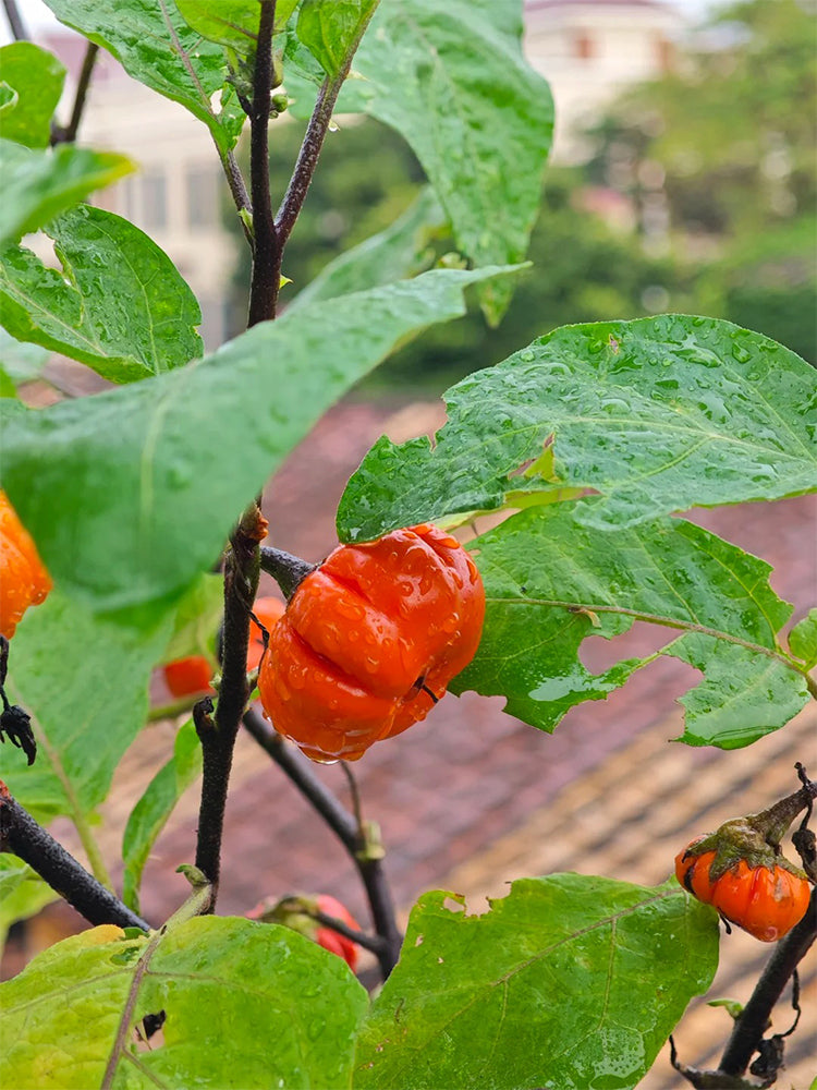 African Red Scarlet Eggplant