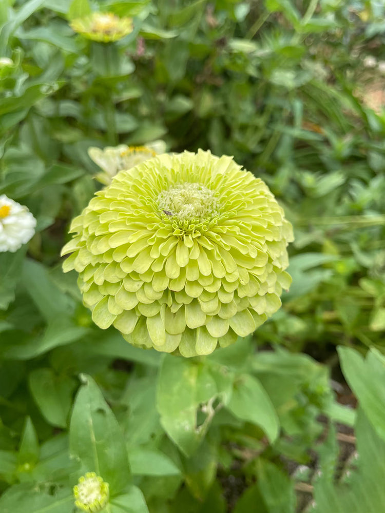 Green Envy Zinnia