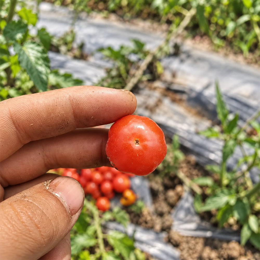 299 Microdwarf Miri Miri Tomato