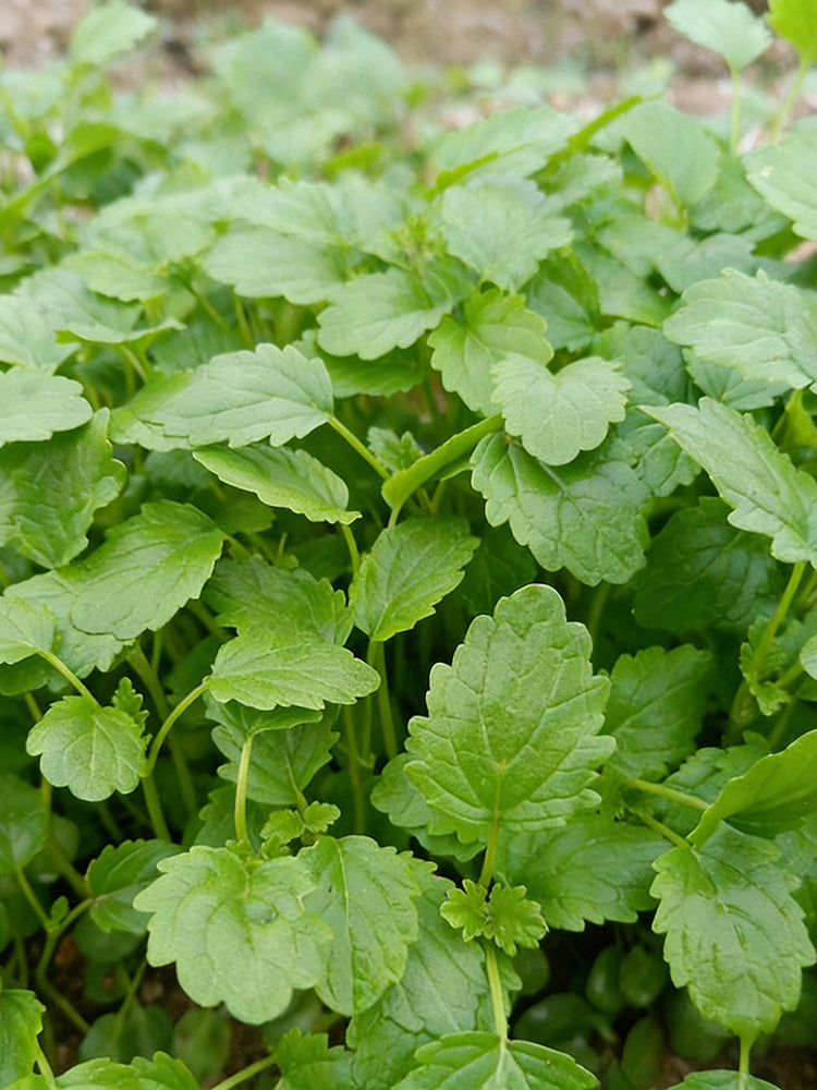 'Jiemei' Improved Motherwort