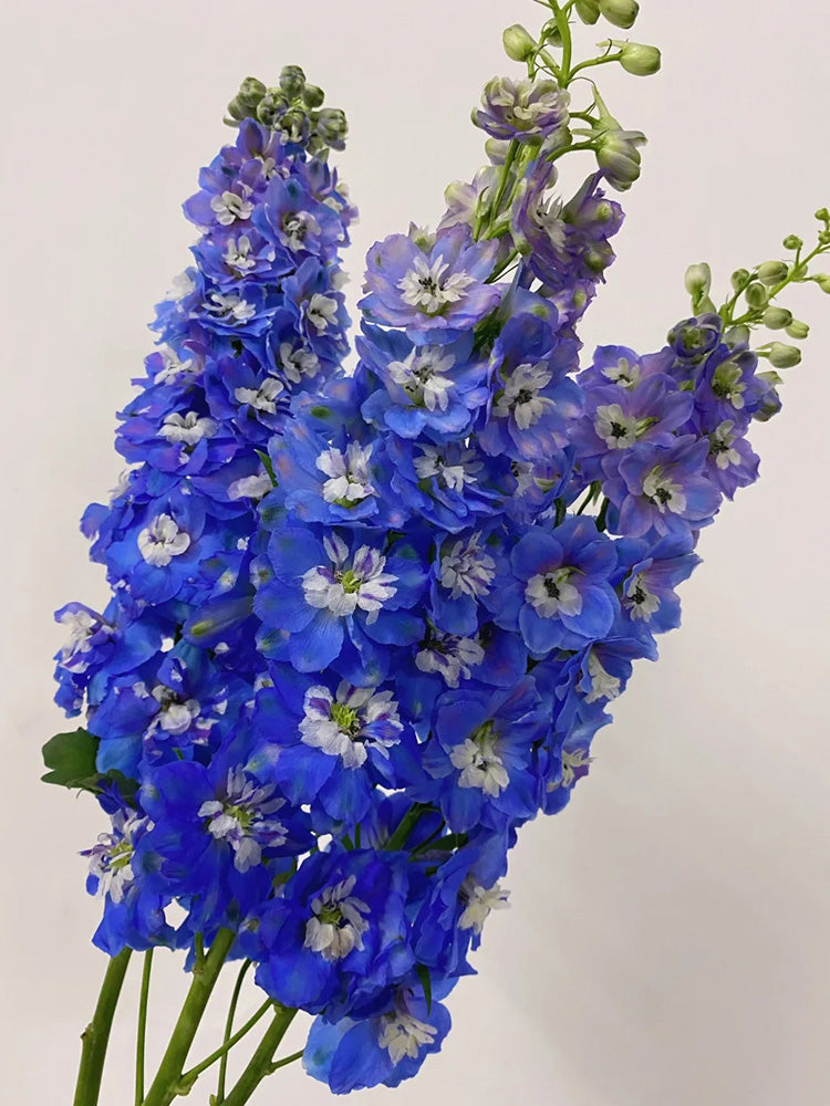 Blue Grandiflora Delphinium