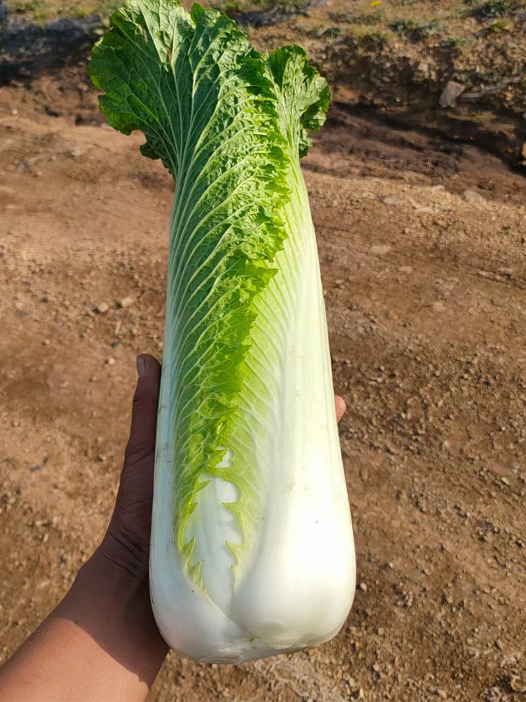 Taiyuan Erqing Chinese cabbage