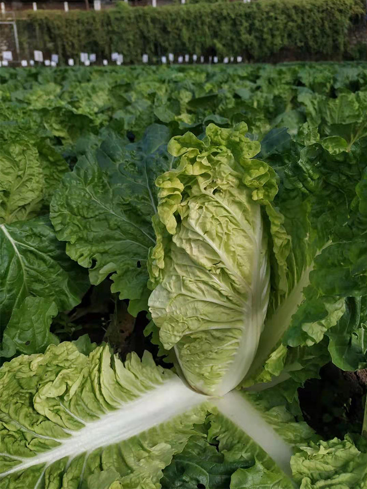 'Dongjia Chunguan' Chinese Cabbage