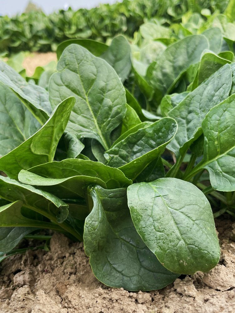 Ground-hugging Spinach