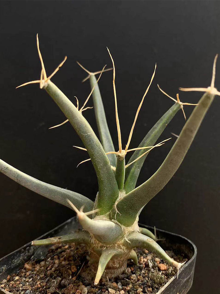 Leuchtenbergia principis