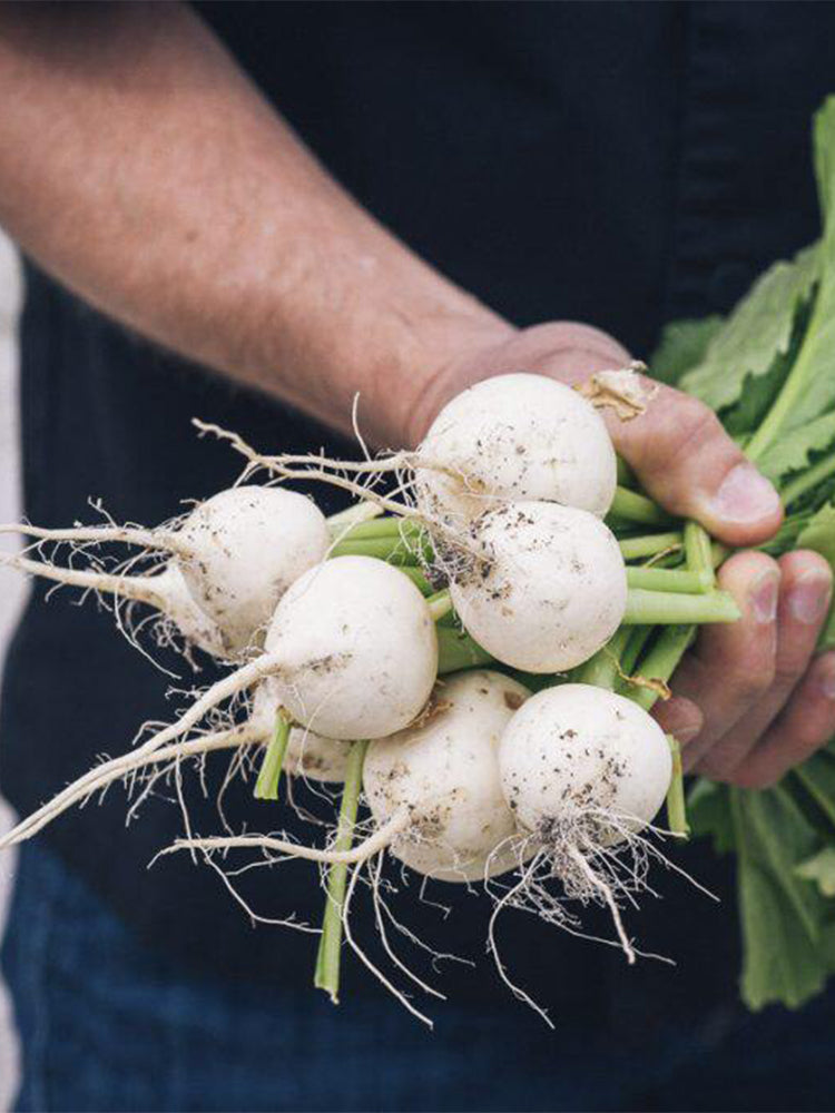 Xiatong No.2 F1 Turnip