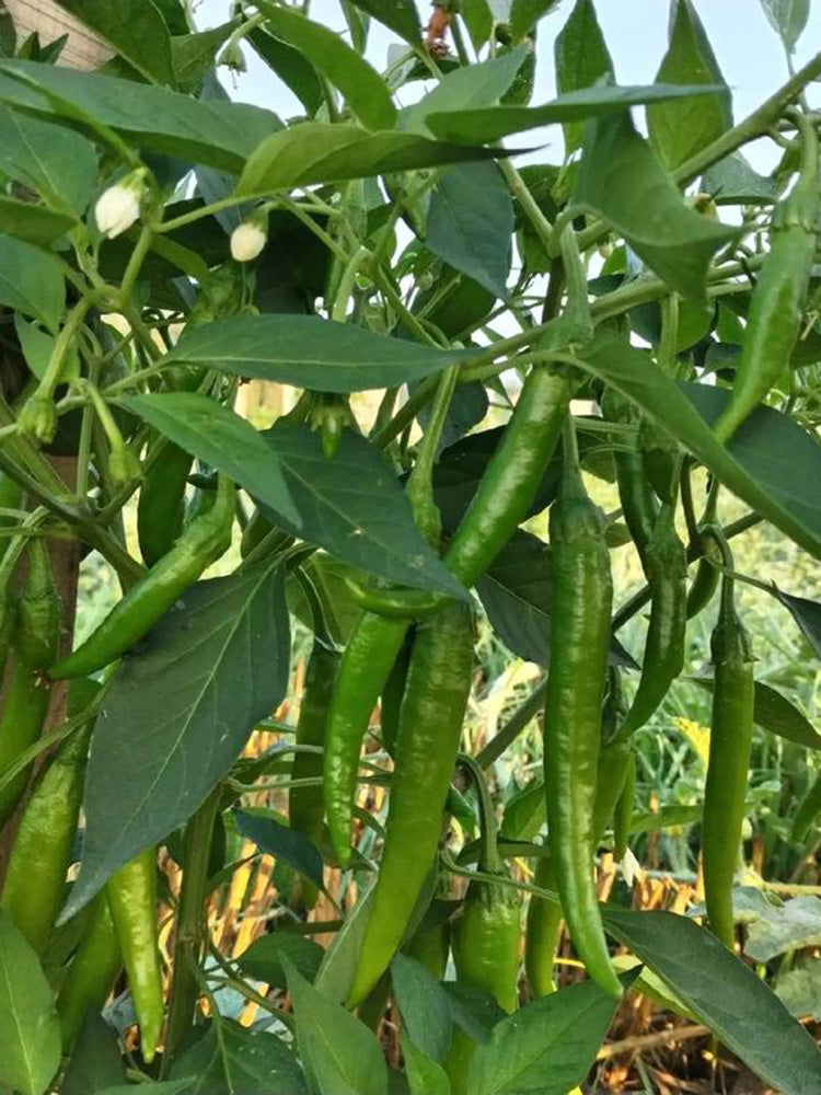 Xiangla Hangjiao Pepper