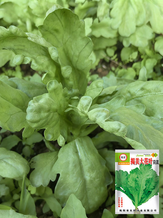 'Jiemei' Large-Leaf Garland Chrysanthemum