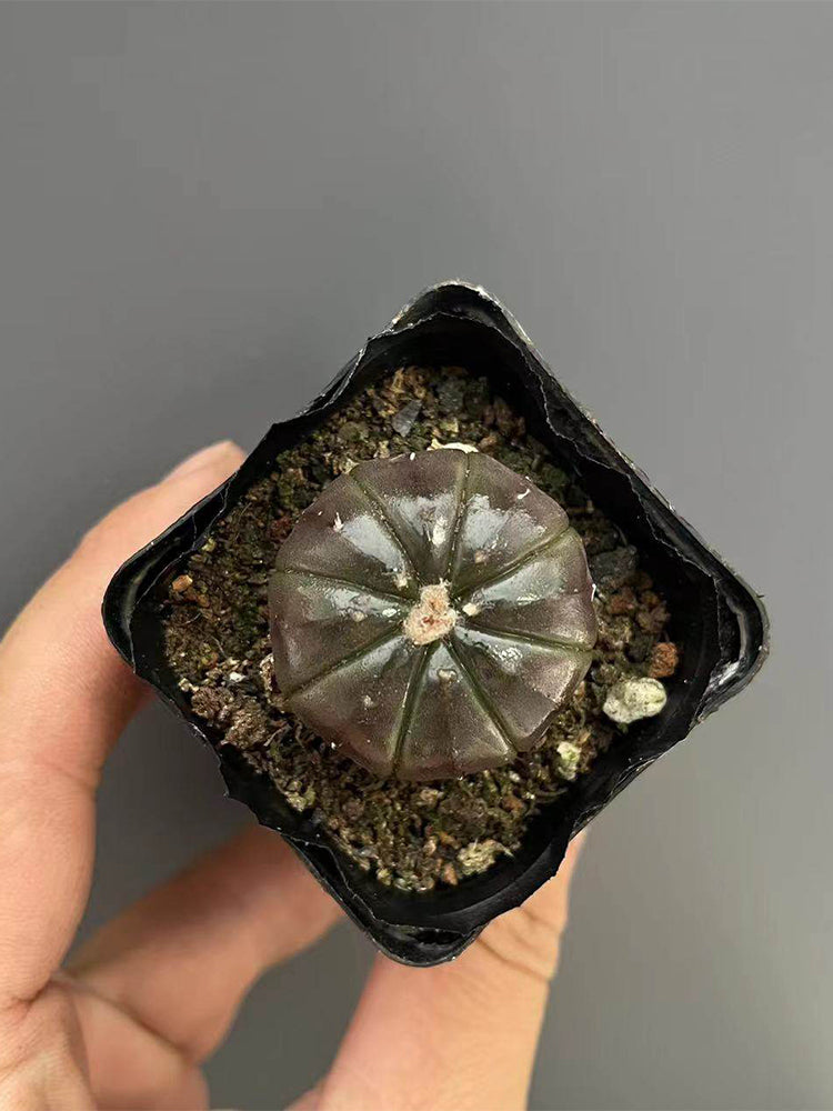 Astrophytum asterias 'Purple Skin'