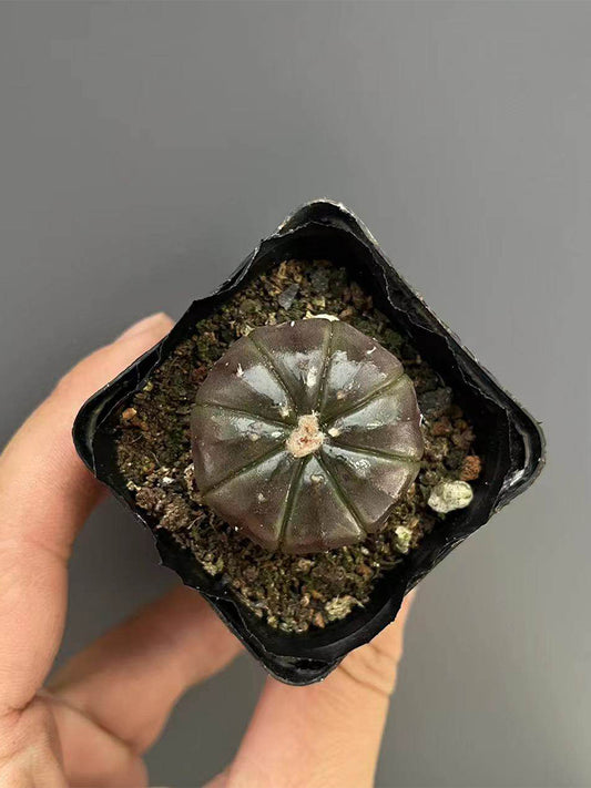 Astrophytum asterias 'Purple Skin'