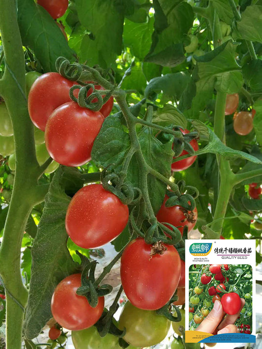 'Imperial Ruby' Traditional Cherry Tomato