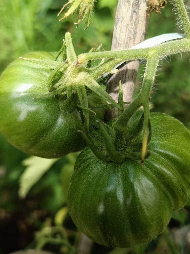 'Yellow Beauty' Beefsteak Tomato