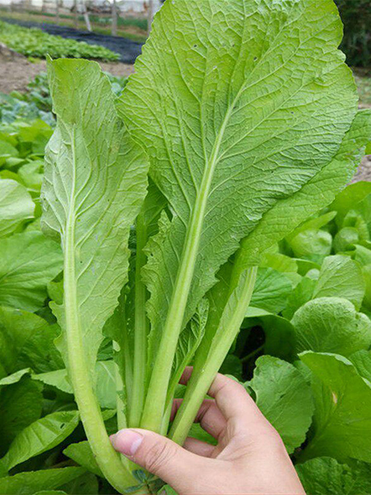 'Huaqing No.1' Sweet Leaf Lettuce