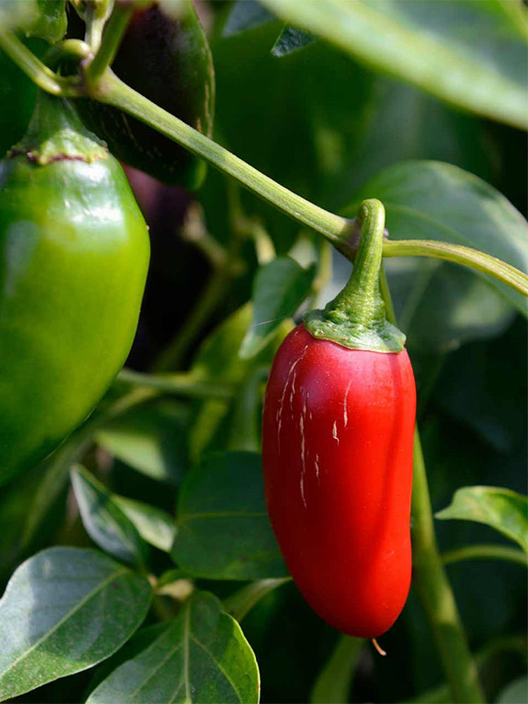 Heirloom Jalapeño Pepper