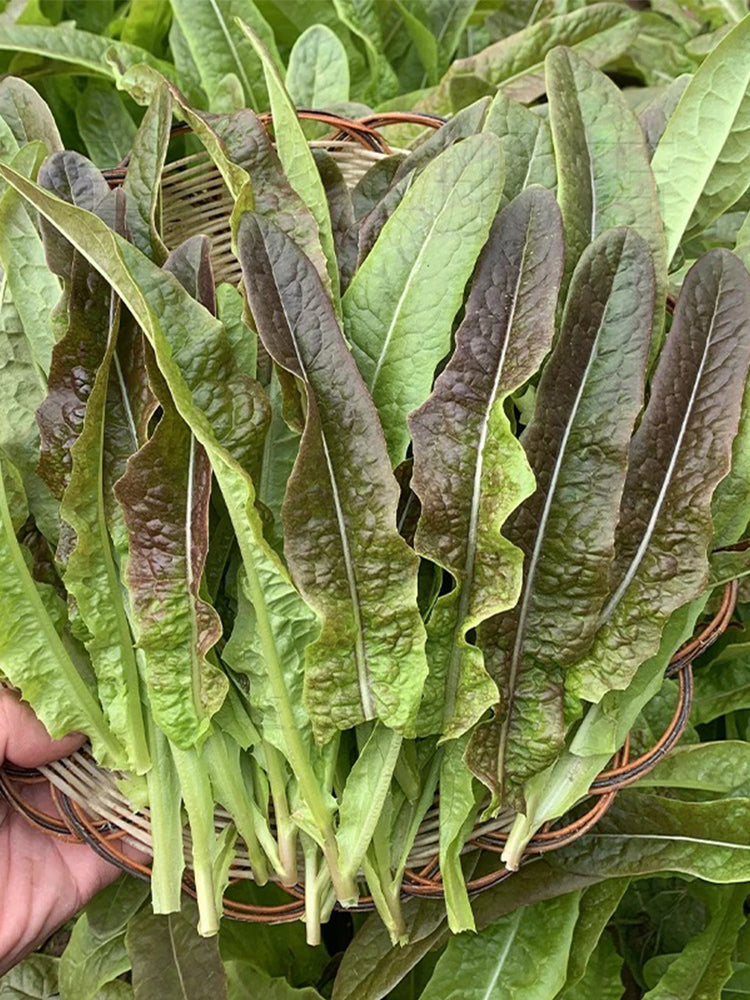 Jiemei Red Leaf Lettuce