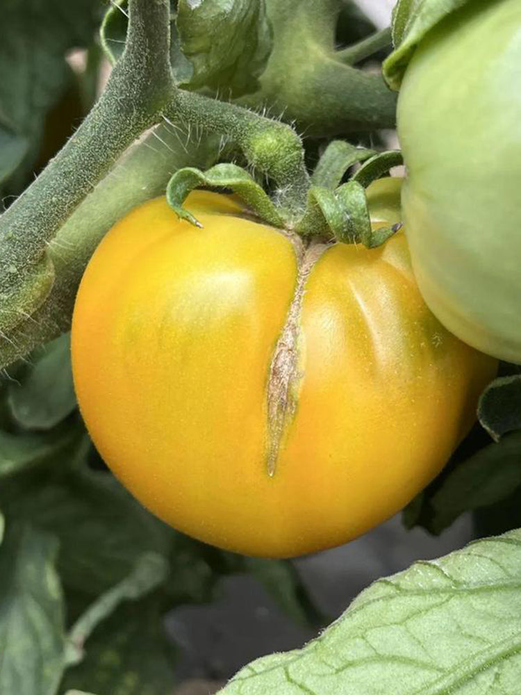 Sand-Rind Big Yellow Tomato