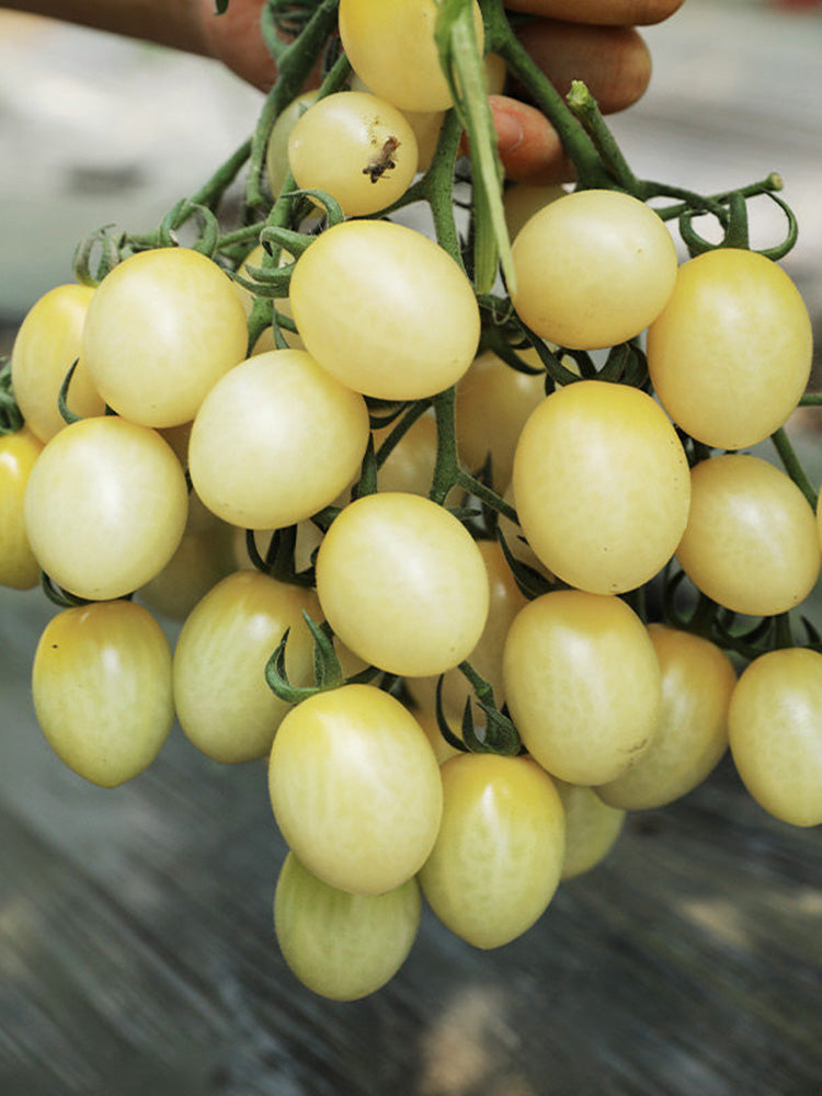 Yanbai No. 9 Cherry Tomato