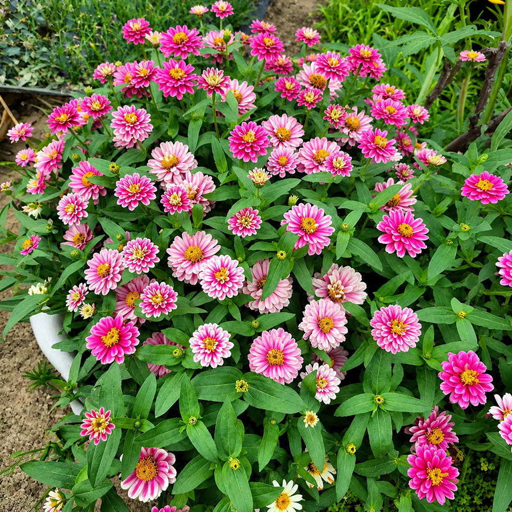 W1337 Double Zahara Raspberry Ripple Zinnia