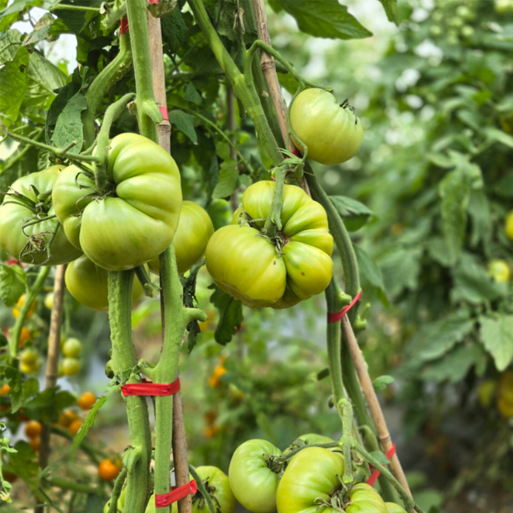 667 Green Blush Tomato