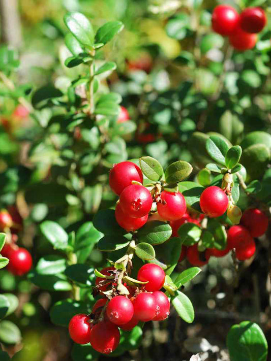 American Cranberry