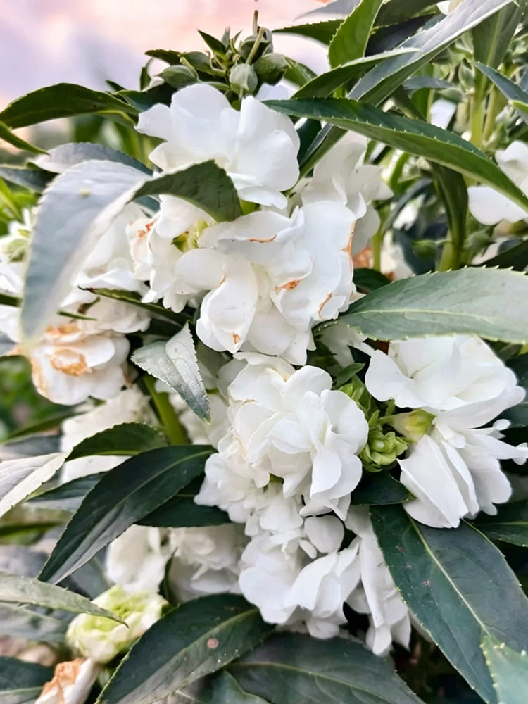 Camellia-Flowered Balsam (Mixed Colours)