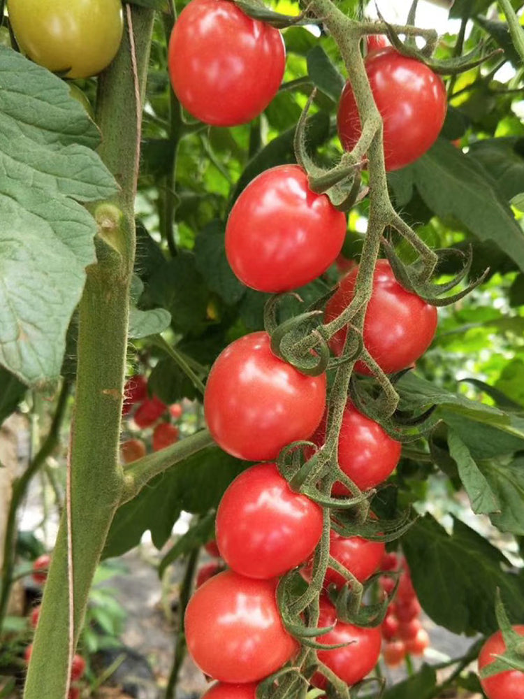 'Imperial Ruby' Traditional Cherry Tomato