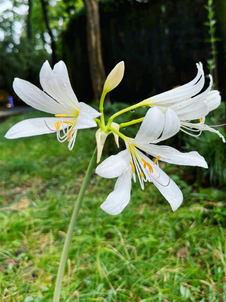 Long-Tube Lycoris