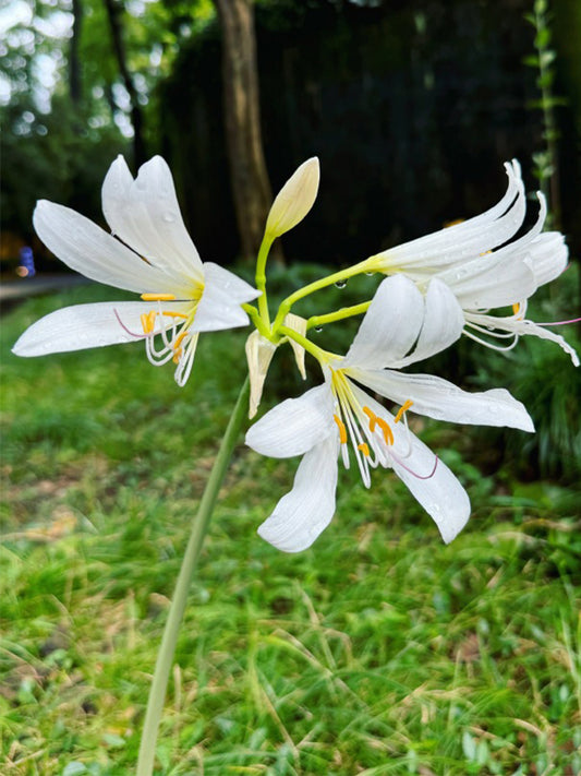 Long-Tube Lycoris
