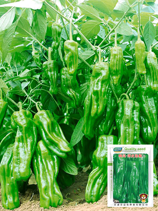 Crisp Thin-Skinned Chilis