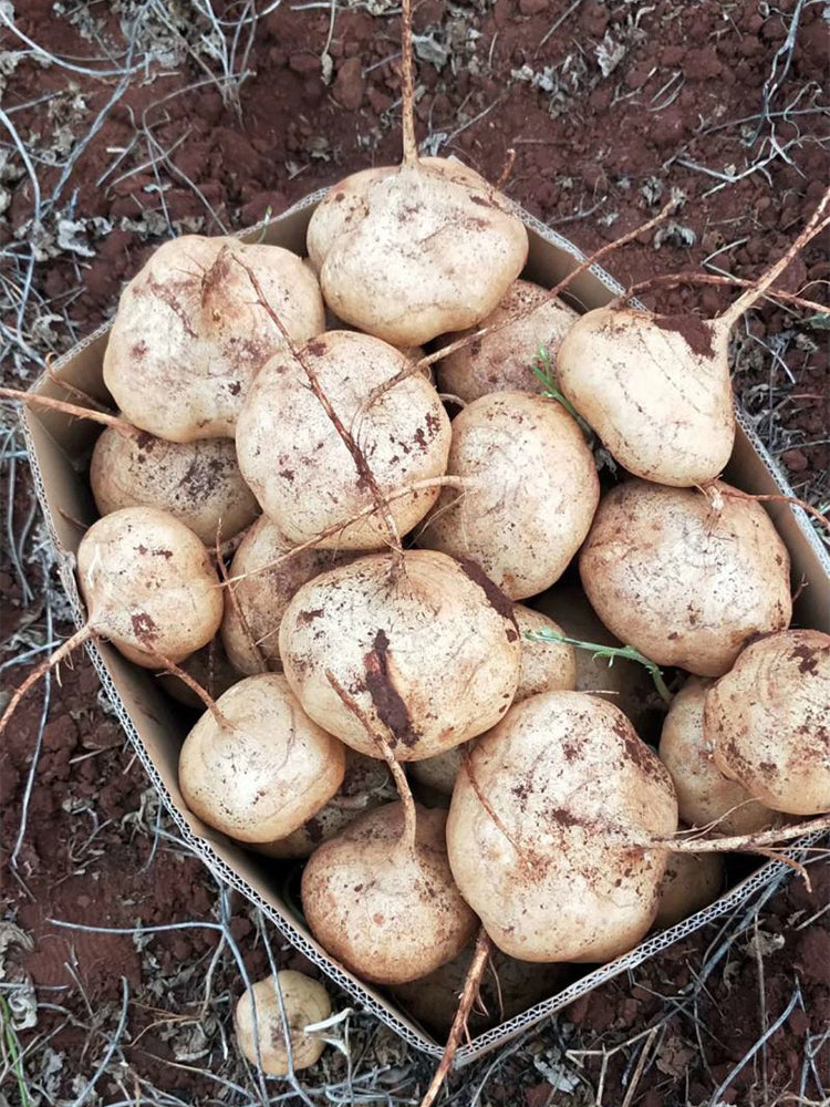 Yam Bean (Pachyrhizus erosus)