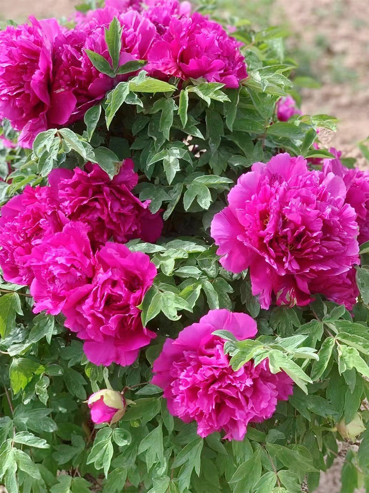Purple-spotted Peony Mixed