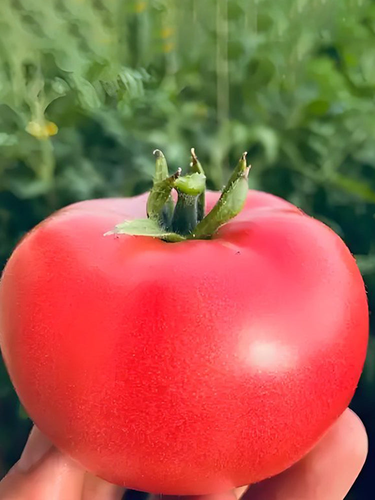 Alas No.9 Hybrid Pink Tomato Seeds
