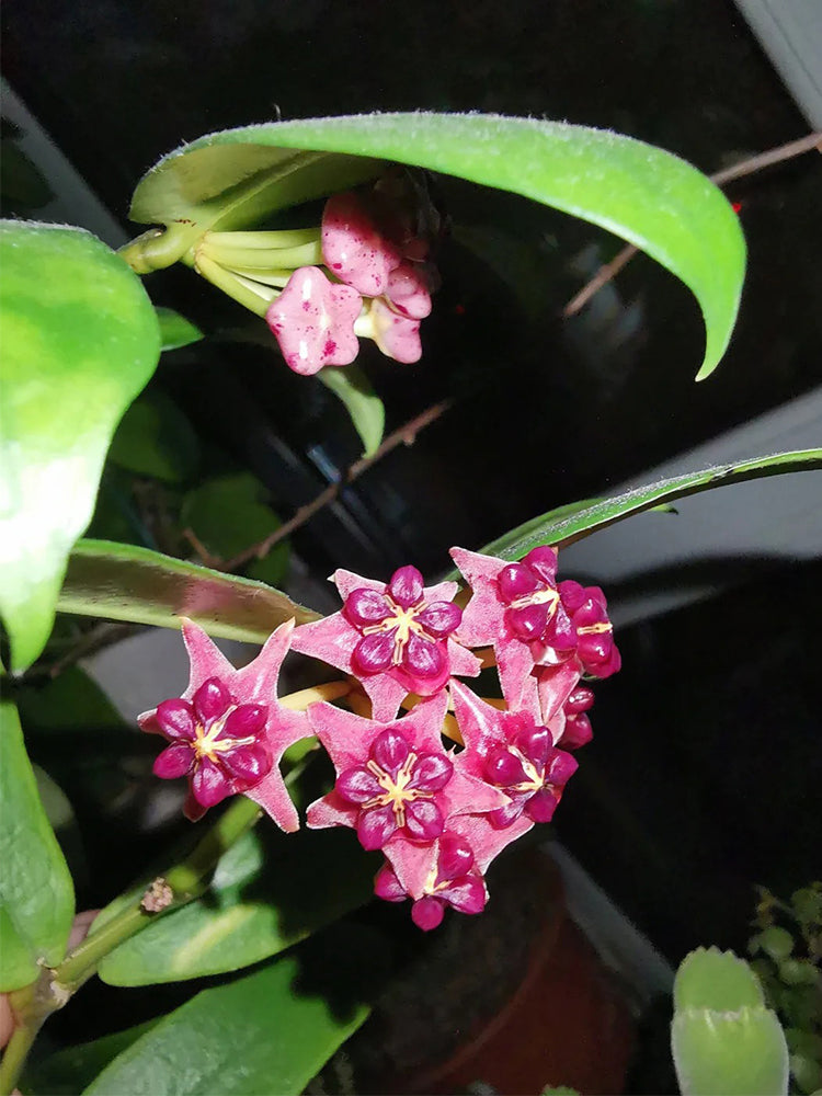 Hoya lobbii Unrooted Stem Cuttings