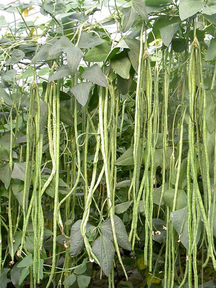 Three-foot Green Cowpea