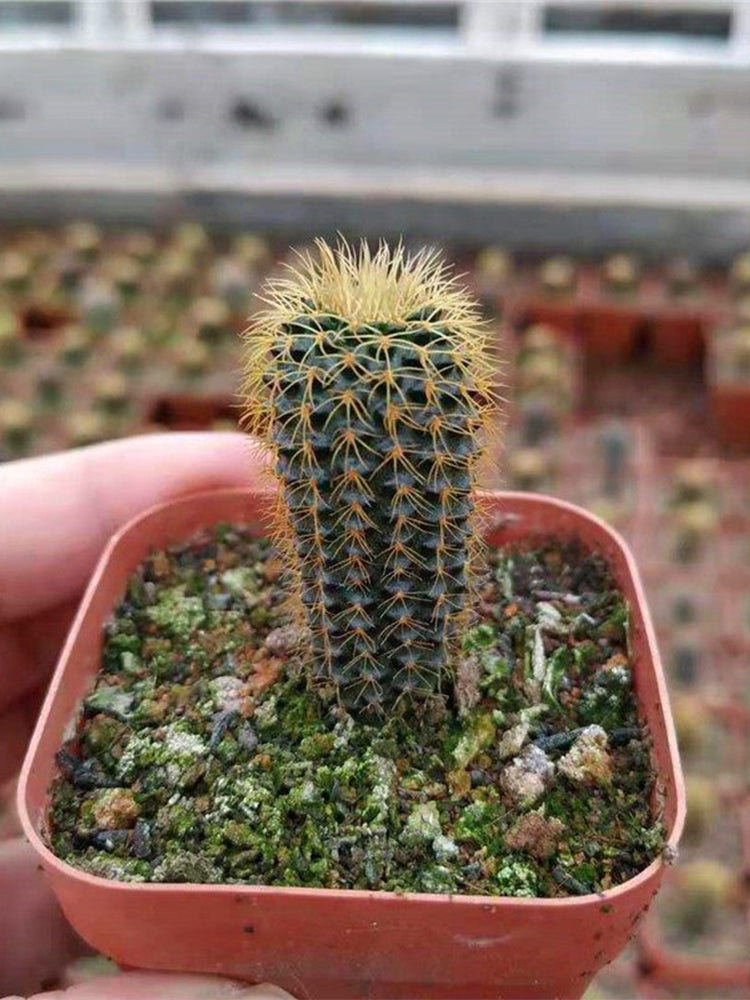 Frailea aurea