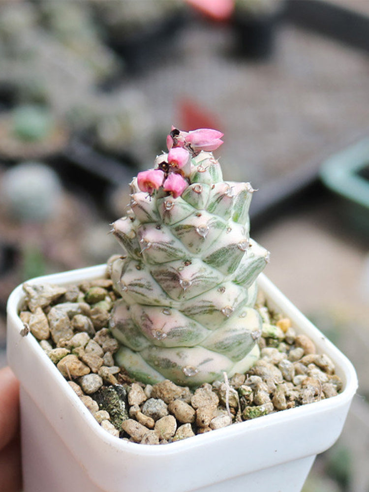 Monadenium ritchiei var. nyambense 'Variegata'