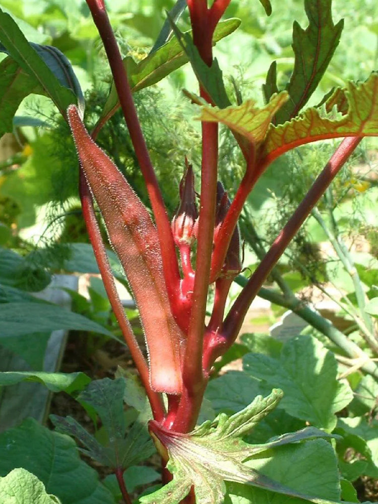Fruit Red Okra
