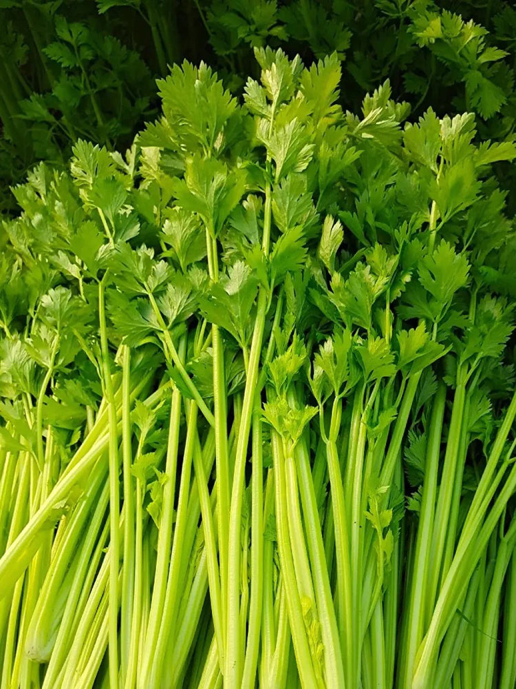 Four Seasons Fragrant Celery