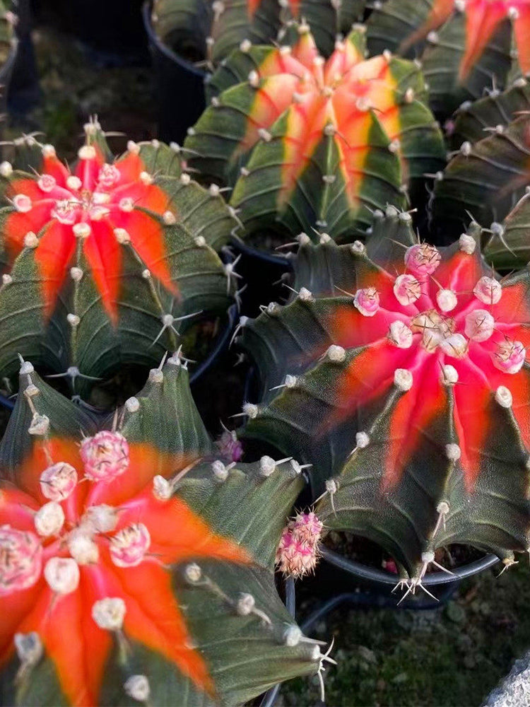 Gymnocalycium stenopleurum 'Artificial Variegated'