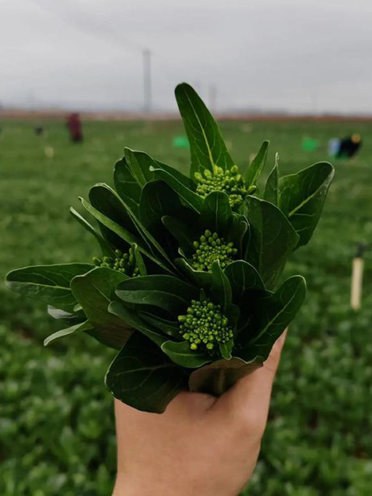 'Li Jian' 120-Day Sweet Choy Sum