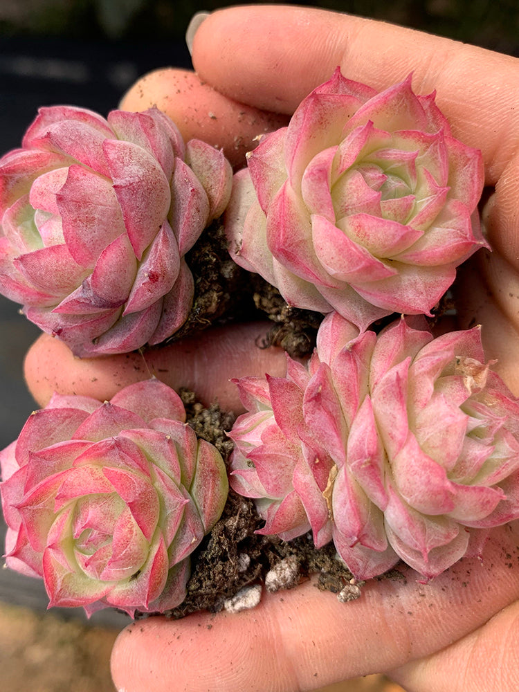 Echeveria cv. 'Pandora Queen'