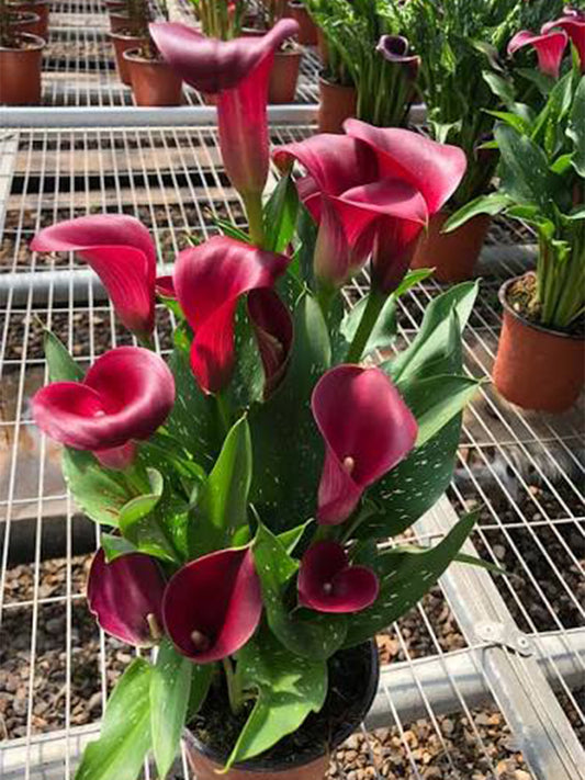 'Santiago' Calla Lily