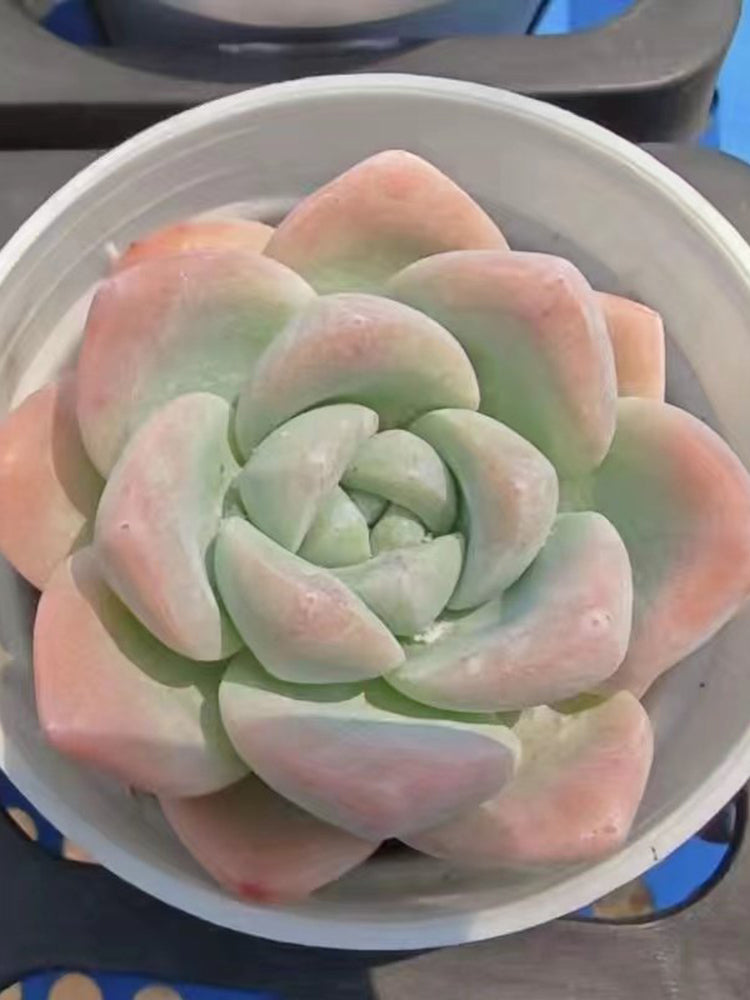 Echeveria 'Ice green'