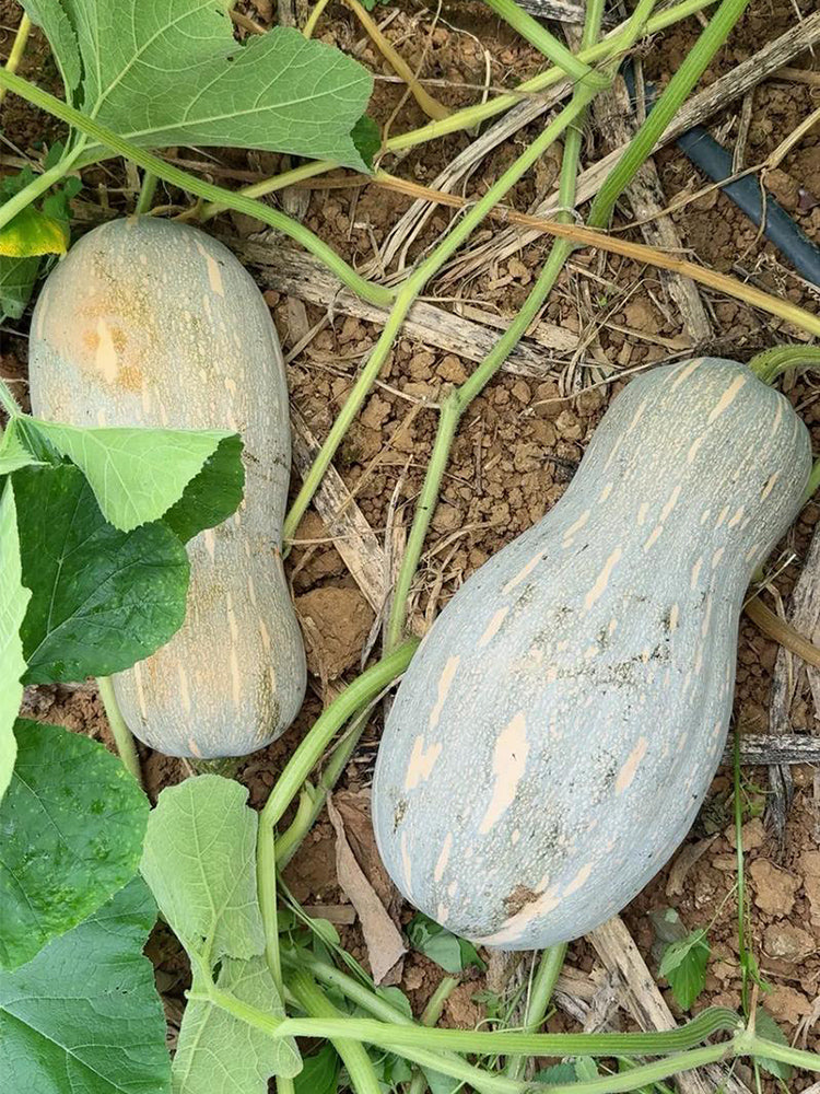 'Jiemei' Miben Pumpkin
