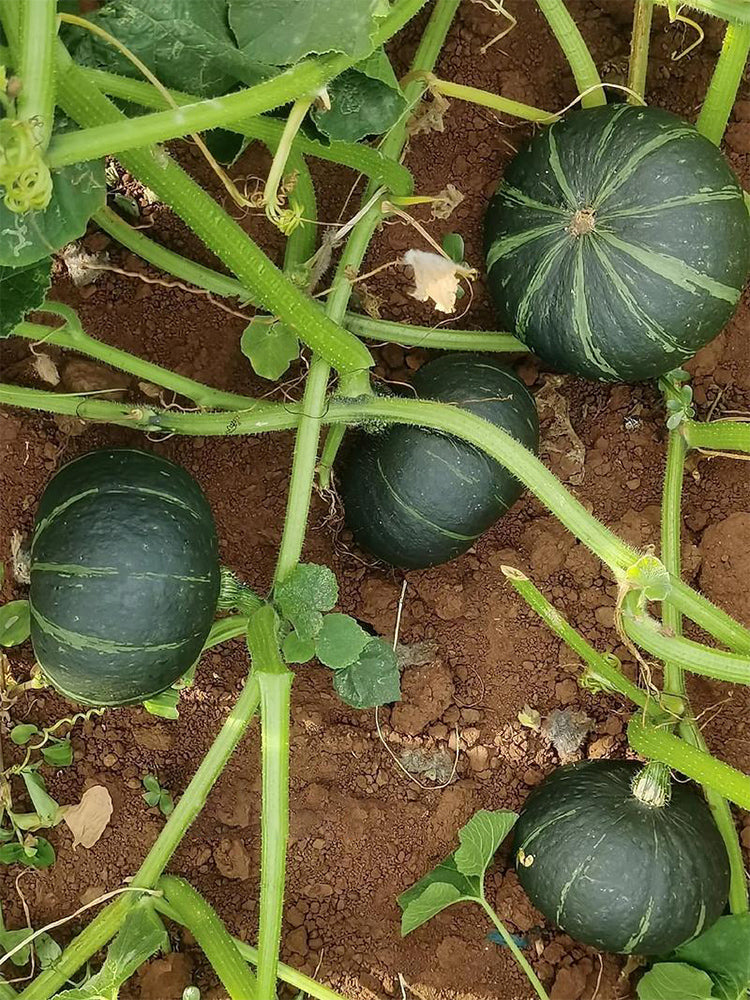 Sweet Chestnut No.2 Pumpkin