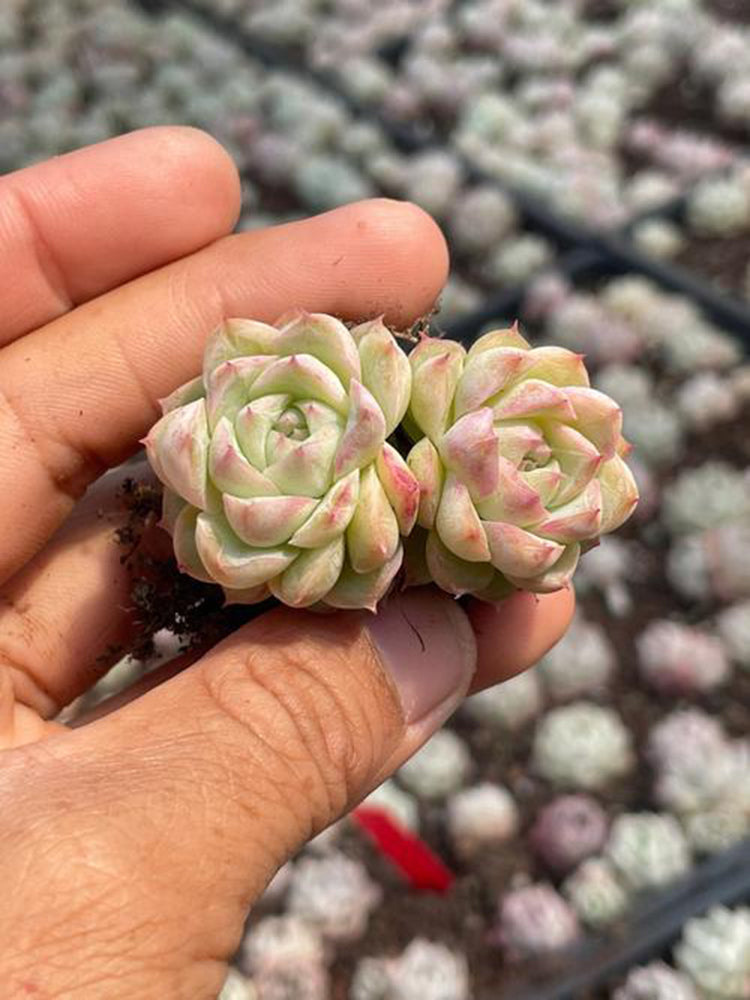 Echeveria 'Blue Light'