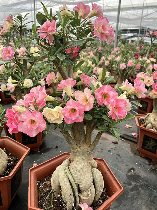 Desert Rose Mixed Colors
