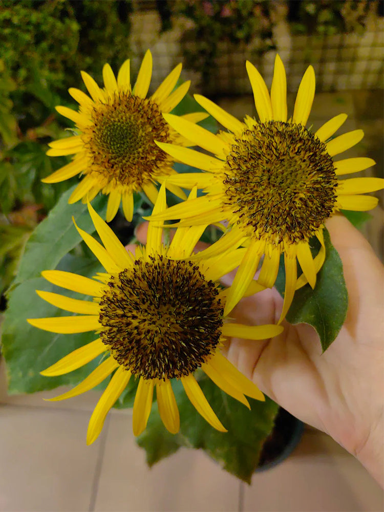 Meteor Double Sunflower